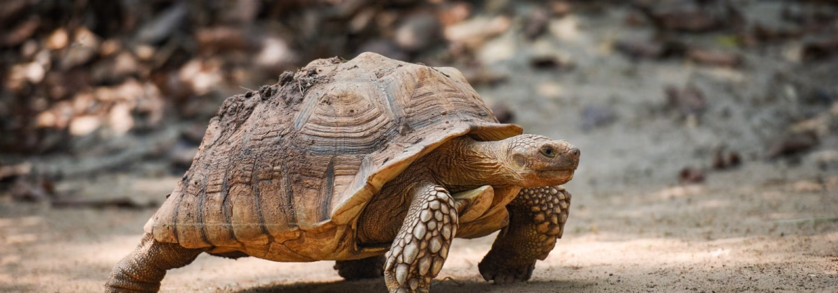 Tortoise