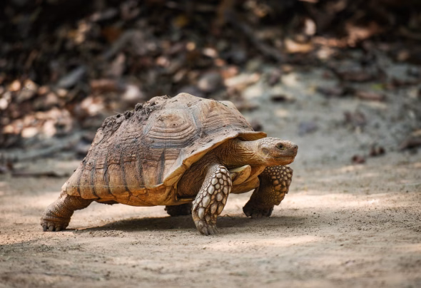 Tortoise